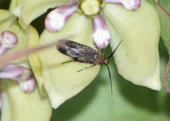 Scythris fuscicomella
