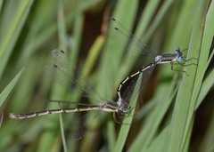Lestes australis