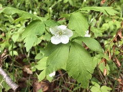Anemonoides quinquefolia