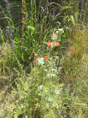 Penstemon cyaneus
