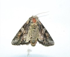 Lacanobia contigua