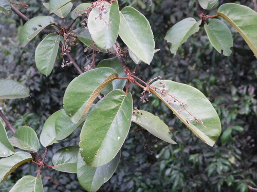 Sterculia cordata, photograph 1