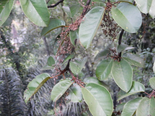Sterculia cordata