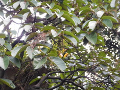 Sterculia cordata, photograph (c) Ganjar Cahyadi, some rights reserved (CC BY)