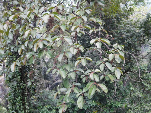 Sterculia cordata, photograph 2