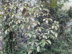 Sterculia cordata, photograph (c) Ganjar Cahyadi, some rights reserved (CC BY)