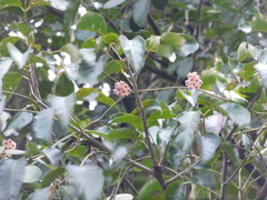 Hoya diversifolia
