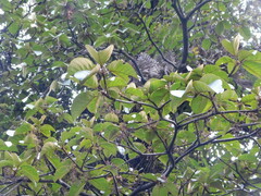 Sterculia cordata, photograph (c) Ganjar Cahyadi, some rights reserved (CC BY)