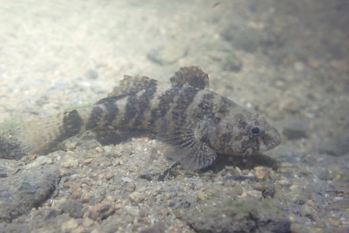 Crested gudgeon (Butis koilomatodon) — Eleotridae — 5