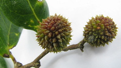 Chaetocarpus myrsinites