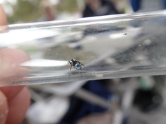 Maratus anomalus