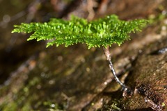 Dendrohypopterygium filiculiforme