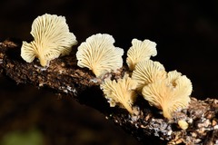 Rhizocybe albida