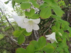 Rhododendron quinquefolium