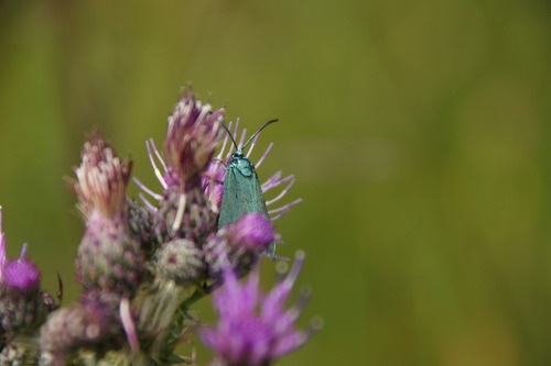 Green Forester Moth, photo 9 of 10