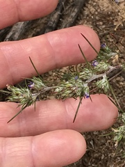 Eriastrum filifolium