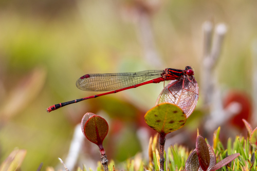 Megalagrion paludicola, 2024-06-04