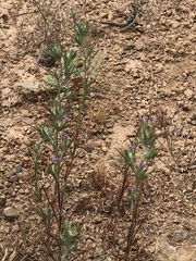 Eriastrum filifolium