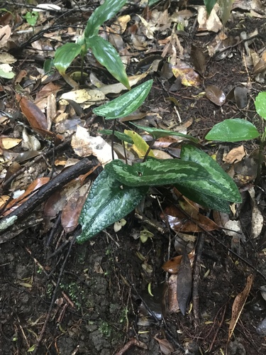 Asarum trigynum iNat (1)