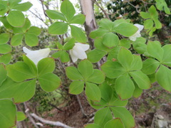 Rhododendron quinquefolium