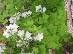 Rhododendron quinquefolium