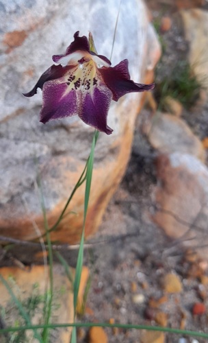 Observations by kim2018 · iNaturalist