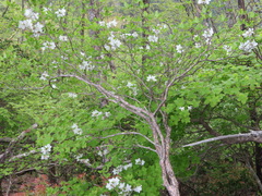 Rhododendron quinquefolium