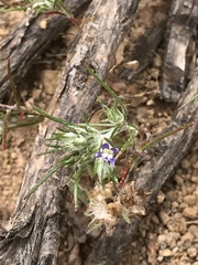 Eriastrum filifolium