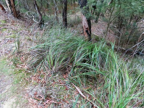 Image of Gahnia radula by (c) Elspeth Swan, some rights reserved (CC BY)