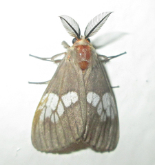 Palasea albimacula