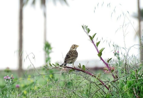Corn Bunting