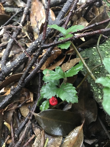 Ardisia pusilla, photograph 5
