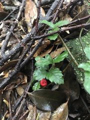 Ardisia pusilla, photograph author not stated, no rights reserved