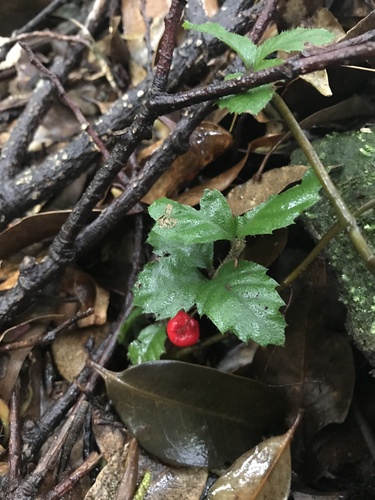Ardisia pusilla, photograph 4