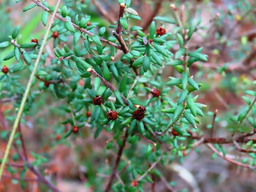 Image of Pultenaea gunnii by (c) Elspeth Swan, some rights reserved (CC BY)