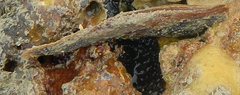 Pteriidae