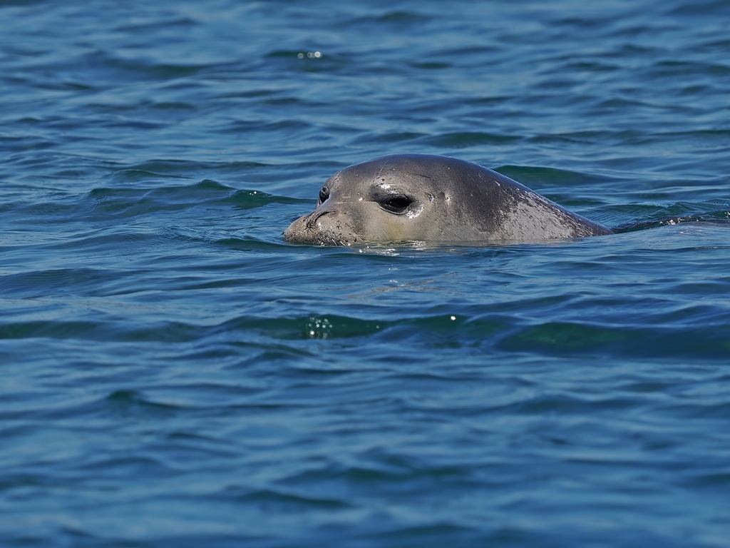 Mediterranean monk seal swimming at the surface