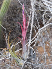 Tillandsia circinnatioides