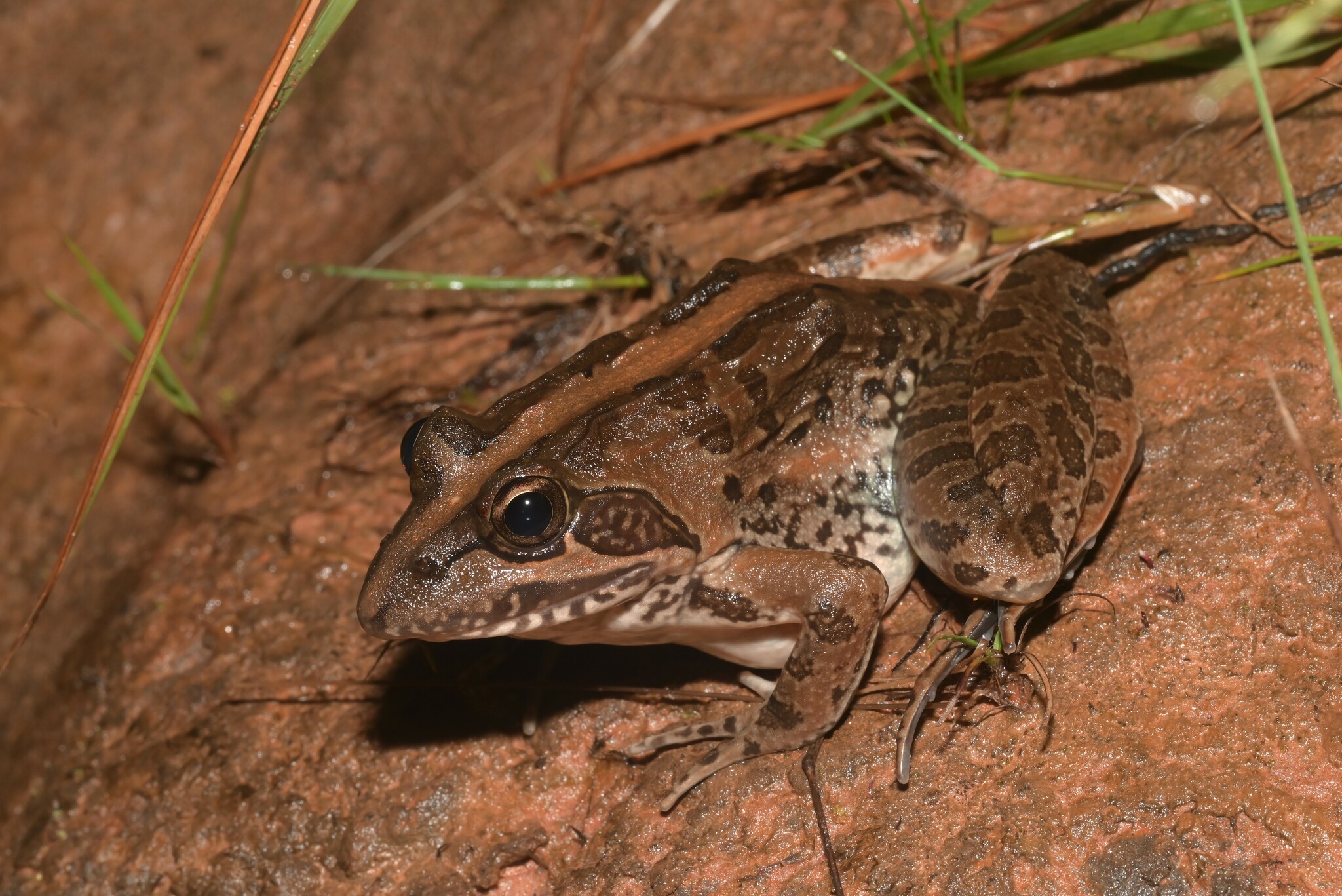 Nutt's River Frog, Amietia nutti