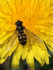 Dasysyrphus