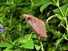 Melanitis leda leda