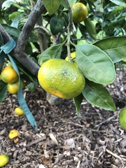 Citrus paridisi