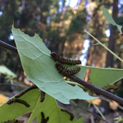 Oedemasia concinna