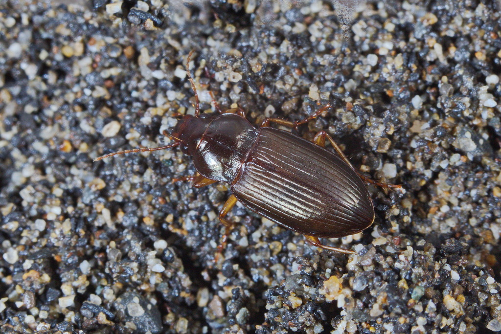 Amara calathoides