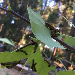 Oedemasia concinna