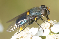 Helophilus hochstetteri