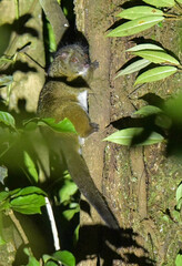 Reclusive Ringtail photo 2