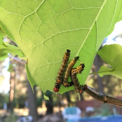 Oedemasia concinna