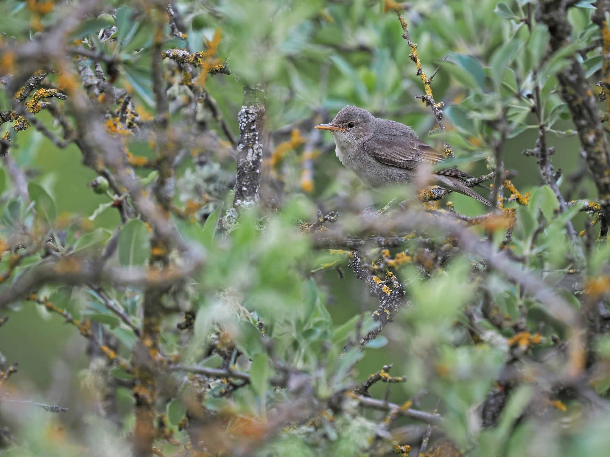 Olive-tree Warbler (Hippolais olivetorum), photo 2