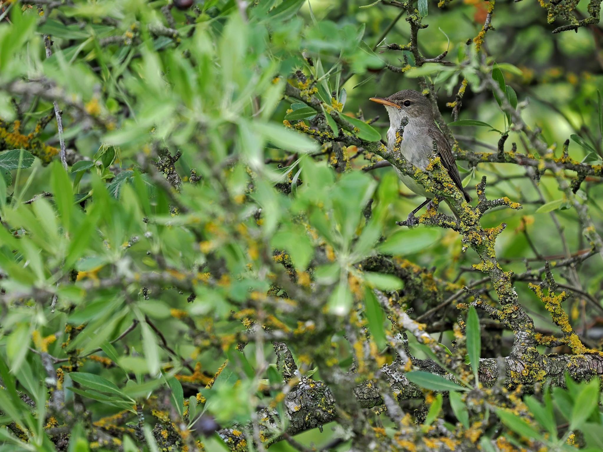 Olive-tree Warbler (Hippolais olivetorum), photo 3